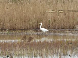 A great white egret at Ham Wall.