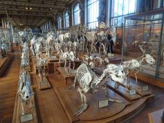 Museum of Comparative Anatomy